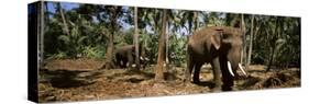 Indian Elephants in a Sanctuary, Punnathurkotta, Guruvayur, Kerala, India-null-Stretched Canvas