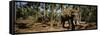 Indian Elephants in a Sanctuary, Punnathurkotta, Guruvayur, Kerala, India-null-Framed Stretched Canvas