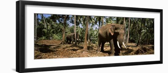 Indian Elephants in a Sanctuary, Punnathurkotta, Guruvayur, Kerala, India-null-Framed Premium Photographic Print