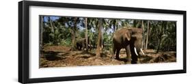 Indian Elephants in a Sanctuary, Punnathurkotta, Guruvayur, Kerala, India-null-Framed Premium Photographic Print