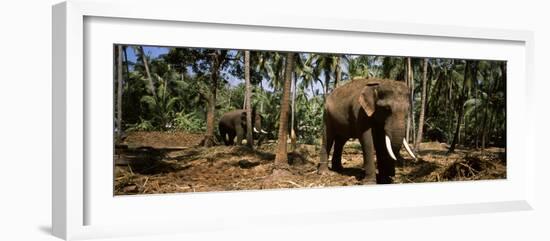 Indian Elephants in a Sanctuary, Punnathurkotta, Guruvayur, Kerala, India-null-Framed Photographic Print