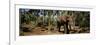 Indian Elephants in a Sanctuary, Punnathurkotta, Guruvayur, Kerala, India-null-Framed Photographic Print