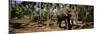 Indian Elephants in a Sanctuary, Punnathurkotta, Guruvayur, Kerala, India-null-Mounted Photographic Print