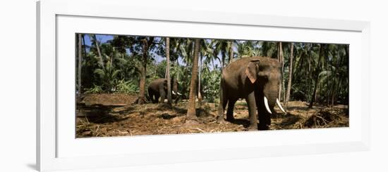 Indian Elephants in a Sanctuary, Punnathurkotta, Guruvayur, Kerala, India-null-Framed Photographic Print