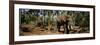 Indian Elephants in a Sanctuary, Punnathurkotta, Guruvayur, Kerala, India-null-Framed Photographic Print