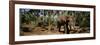 Indian Elephants in a Sanctuary, Punnathurkotta, Guruvayur, Kerala, India-null-Framed Photographic Print