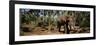 Indian Elephants in a Sanctuary, Punnathurkotta, Guruvayur, Kerala, India-null-Framed Photographic Print