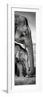 Indian Elephants-Danita Delimont-Framed Art Print