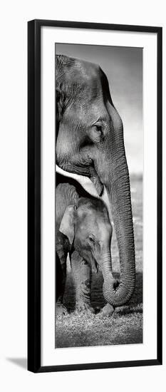 Indian Elephants-Danita Delimont-Framed Art Print