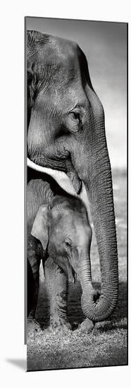 Indian Elephants-Danita Delimont-Mounted Art Print