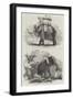 Indian Elephants-William Carpenter-Framed Giclee Print