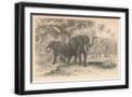 Black Frame