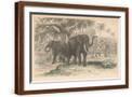 Brown Frame