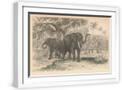 White Frame