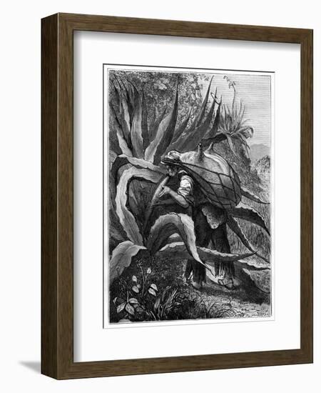 Indian Extracting Pulque, Mexico, 19th Century-Edouard Riou-Framed Giclee Print