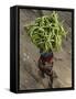 Indian Farmer Carries Cucumbers to Sell in the Market on the Outskirts of Allahabad, India-null-Framed Stretched Canvas