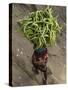 Indian Farmer Carries Cucumbers to Sell in the Market on the Outskirts of Allahabad, India-null-Stretched Canvas