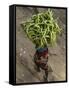 Indian Farmer Carries Cucumbers to Sell in the Market on the Outskirts of Allahabad, India-null-Framed Stretched Canvas