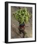 Indian Farmer Carries Cucumbers to Sell in the Market on the Outskirts of Allahabad, India-null-Framed Photographic Print