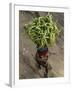 Indian Farmer Carries Cucumbers to Sell in the Market on the Outskirts of Allahabad, India-null-Framed Photographic Print