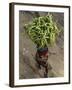 Indian Farmer Carries Cucumbers to Sell in the Market on the Outskirts of Allahabad, India-null-Framed Photographic Print