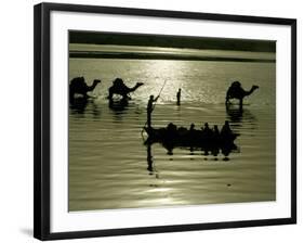 Indian Farmers Carry Watermelon across the River Ganges on their Camels in Allahabad, India-null-Framed Photographic Print