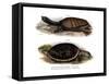 Indian Flap-Shelled Turtle-null-Framed Stretched Canvas