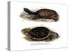 Indian Flap-Shelled Turtle-null-Stretched Canvas