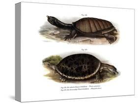 Indian Flap-Shelled Turtle-null-Stretched Canvas