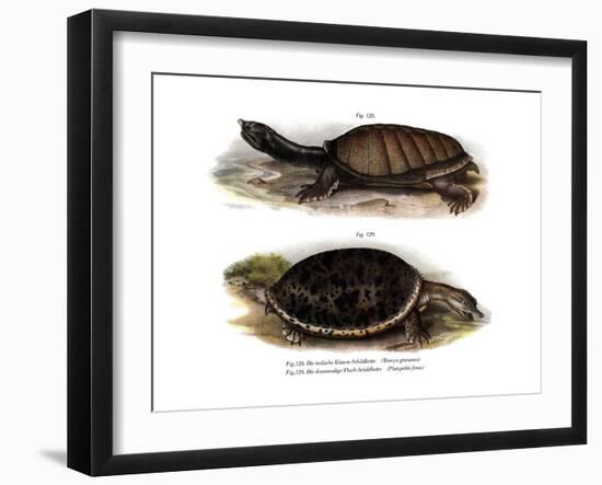 Indian Flap-Shelled Turtle-null-Framed Giclee Print