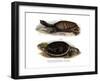 Indian Flap-Shelled Turtle-null-Framed Giclee Print