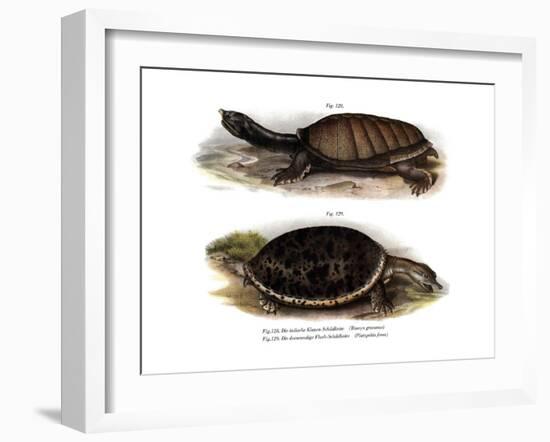 Indian Flap-Shelled Turtle-null-Framed Giclee Print