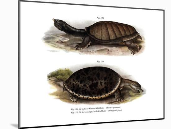 Indian Flap-Shelled Turtle-null-Mounted Giclee Print