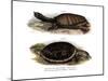 Indian Flap-Shelled Turtle-null-Mounted Giclee Print