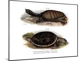 Indian Flap-Shelled Turtle-null-Mounted Giclee Print