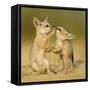 Indian fox pups at play by a den, Kutch, Gujarat, India-Sandesh Kadur-Framed Stretched Canvas