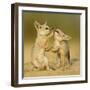 Indian fox pups at play by a den, Kutch, Gujarat, India-Sandesh Kadur-Framed Photographic Print