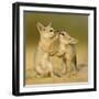 Indian fox pups at play by a den, Kutch, Gujarat, India-Sandesh Kadur-Framed Photographic Print