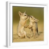 Indian fox pups at play by a den, Kutch, Gujarat, India-Sandesh Kadur-Framed Photographic Print