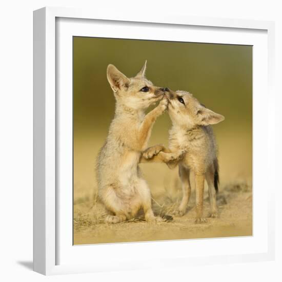 Indian fox pups at play by a den, Kutch, Gujarat, India-Sandesh Kadur-Framed Photographic Print