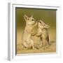 Indian fox pups at play by a den, Kutch, Gujarat, India-Sandesh Kadur-Framed Photographic Print