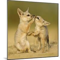 Indian fox pups at play by a den, Kutch, Gujarat, India-Sandesh Kadur-Mounted Photographic Print