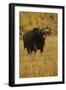 Indian Gaur, Tadoba Andheri Tiger Reserve, India-Jagdeep Rajput-Framed Photographic Print