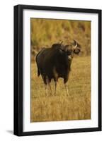 Indian Gaur, Tadoba Andheri Tiger Reserve, India-Jagdeep Rajput-Framed Premium Photographic Print