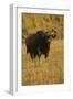 Indian Gaur, Tadoba Andheri Tiger Reserve, India-Jagdeep Rajput-Framed Premium Photographic Print