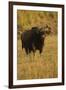 Indian Gaur, Tadoba Andheri Tiger Reserve, India-Jagdeep Rajput-Framed Premium Photographic Print