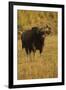 Indian Gaur, Tadoba Andheri Tiger Reserve, India-Jagdeep Rajput-Framed Premium Photographic Print