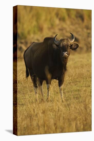 Indian Gaur, Tadoba Andheri Tiger Reserve, India-Jagdeep Rajput-Stretched Canvas