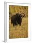 Indian Gaur, Tadoba Andheri Tiger Reserve, India-Jagdeep Rajput-Framed Photographic Print