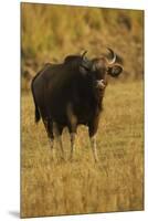 Indian Gaur, Tadoba Andheri Tiger Reserve, India-Jagdeep Rajput-Mounted Premium Photographic Print